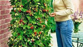 Consigli utili per coltivare le fragole in giardino e in terrazzo