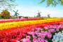 Coltivazione di tulipani in Olanda