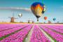 Coltivazione di tulipani in Olanda