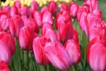 Gallery1_tulipani