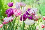 Gallery2_tulipani