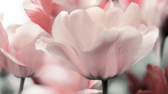 Gallery3_tulipani