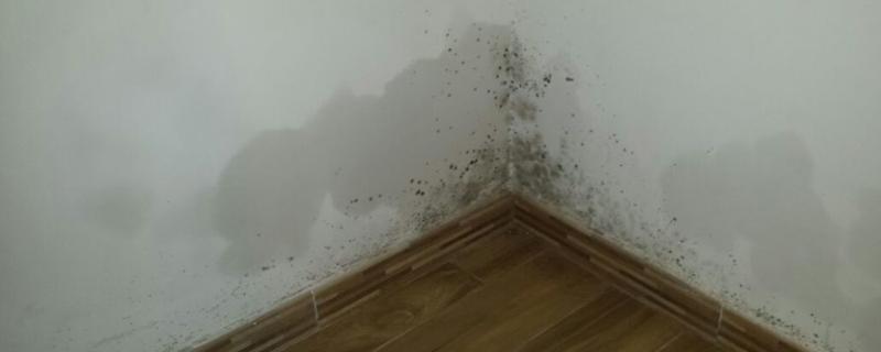 Umidità da risalita Appartamento piano terra umidità