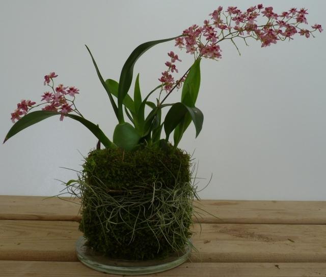 Perla di muschio con piantina di orchidea di Japan Bonsai