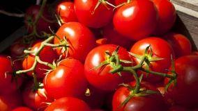 Metodi per coltivare i pomodori in vaso