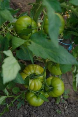 Cure per la coltivazione in vaso dei pomodori