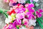 Mix di fiori di Pisello Odoroso da suttons.co.uk