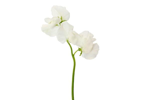 Pisello Odoroso bianco da fiftyflowers.com