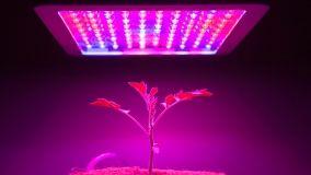 Coltivare le piante con l'illuminazione artificiale