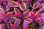 Plectanthus variegato