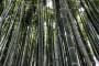 Piantagione di bambù