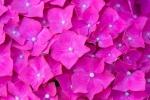 Fiori rosa di Ortensie rampicanti