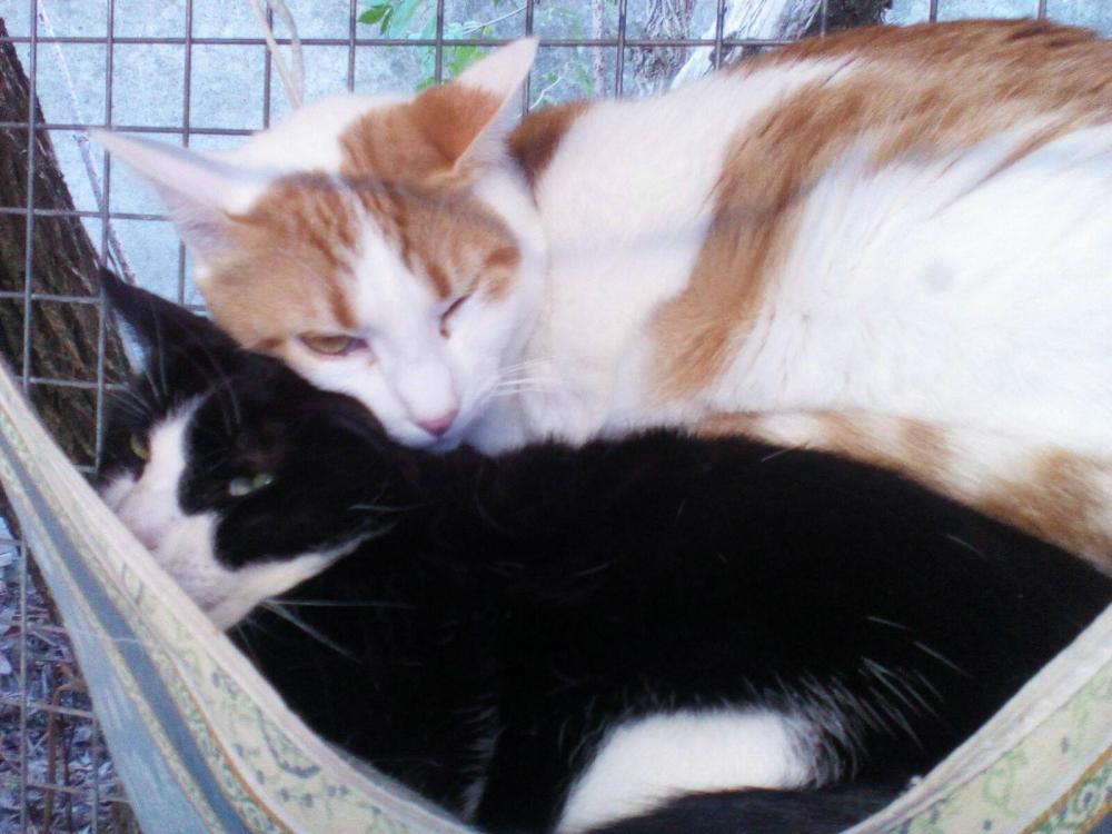 Gatti domestici in adozione a Gattolandia