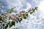 Bouganville bianca fiorita