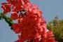 Bouganville rossa fioritura