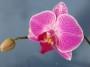 Piante che purificano l'aria - Orchidea Falena