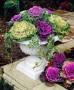 Cavolo ornamentale, per un balcone fiorito d'inverno, da bakker.com