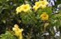 Gelsomino, fiore sempreverde
