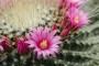 Pianta grassa con fiore Mammillaria Spinosissima