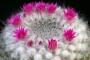 Pianta grassa con fiore Mammillaria Hahniana