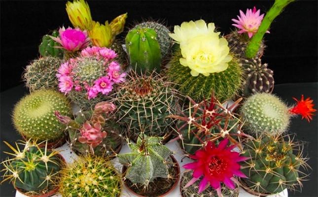 Piante grasse con fiore: consigli per la coltivazione Piante grasse da appartamento con fiori