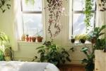 Le piante da camera da letto possono essere sistemate ovunque
