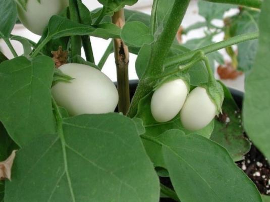 Frutti della pianta delle uova