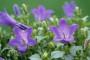 Fiore di campanula violetto