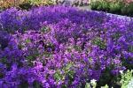 Campanula portenschlagiana da giardino by Floricoltura Quaiato