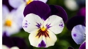Coltivare la Viola Cornuta: un fiore bello dalle proprietà benefiche