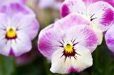 Viola Cornuta bianca e lilla