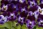 Viola Cornuta scura