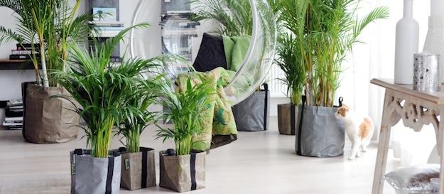 Le piante aiutano a realizzare una cucina Feng Shui