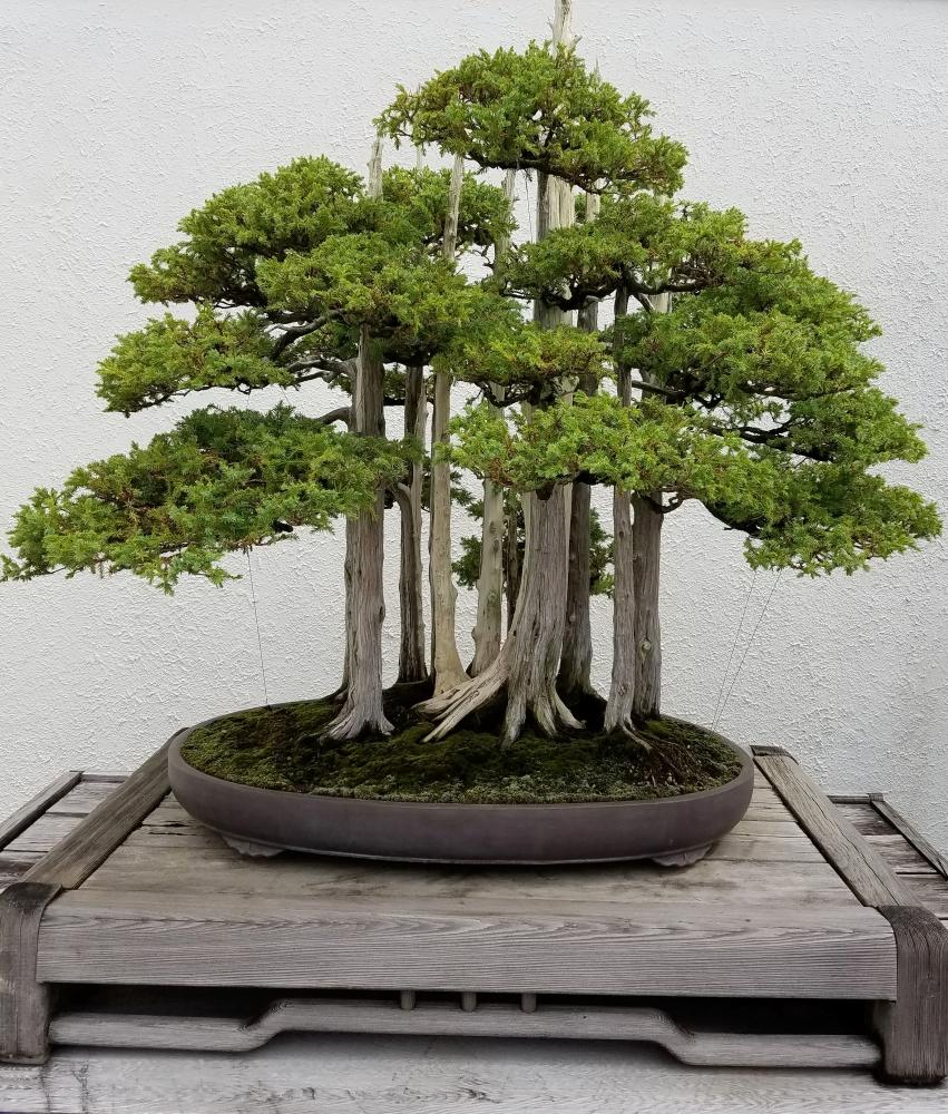 Coltivare il bonsai