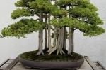 Coltivare il bonsai