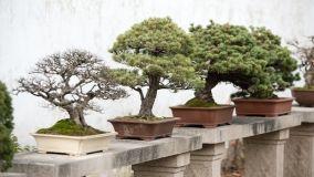 Come prendersi cura di un bonsai: consigli e regole da seguire