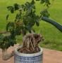 Innaffiatura delle radici del bonsai
