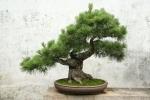 La cura dei bonsai dipende dalla specie arborea