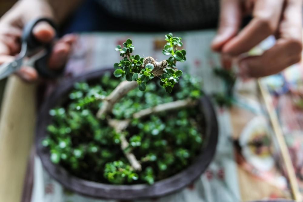 Per valutare il rinvaso basta osservare le radici del bonsai
