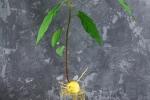 Come coltivare l'avocado sul balcone: germinazione da nocciolo
