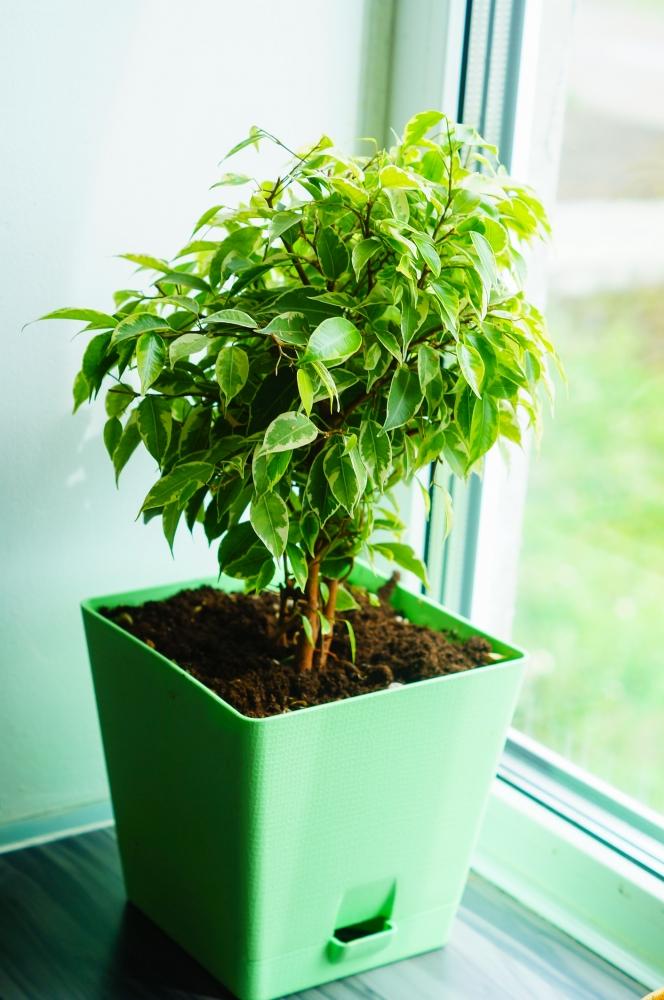 Ficus benjamin, la pianta super resistente