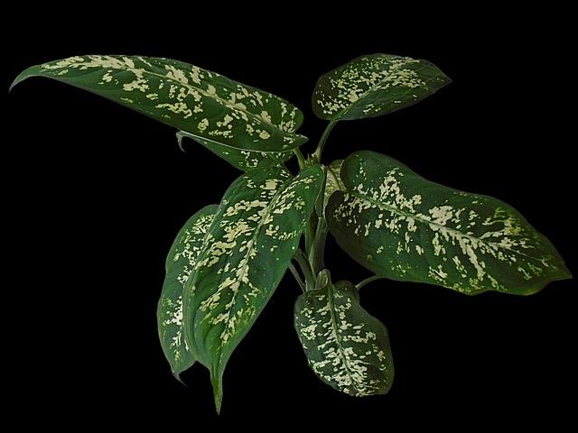 Dieffenbachia: bella e velenosa