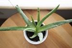 Aloe vera, tante proprietà curative