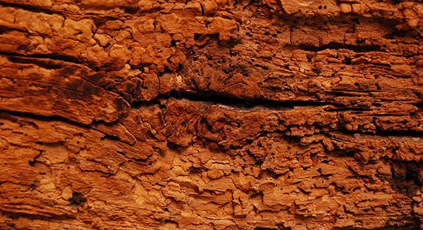 Tarlo del legno: come eliminare il problema Disinfestazione tarli fai da te