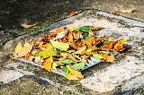 Tombino acqua piovana coperto da foglie