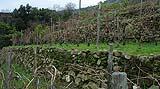 Coltivazioni terrazzate sostenute da muri a secco a Dolceacqua in Liguria