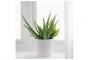 Pianta di Aloe Vera offerta da Ikea