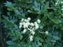 Aralia o Fatsia japonica, da teinda.jardinitis.com