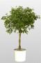 Tra le piante consigliate c'è il Ficus benjamina, da Etsy