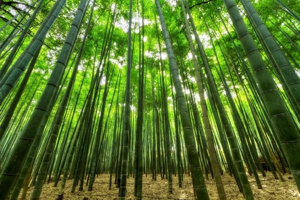 La pianta dil bambù ha un alto tasso di rinnovabilità
